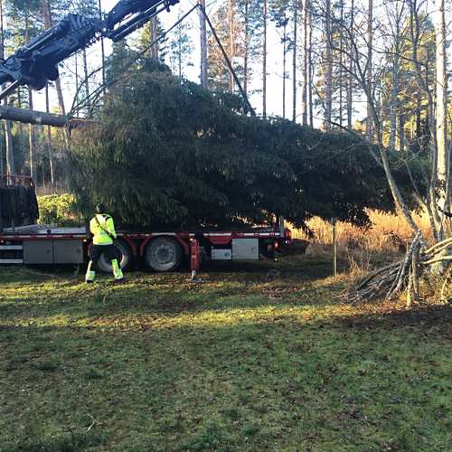 Röd lastbil lastar på en stor gran