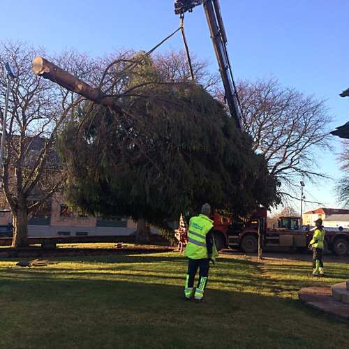 En stor gran lyfts bort med en lyftbil